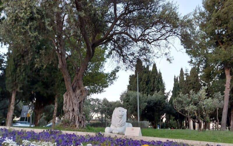 עושים סלפי ליד האריה? בירושלים יצלמו בינתיים את הרכב שלכם בחניה