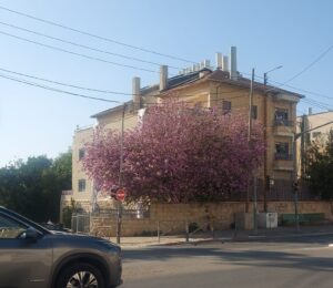 עץ פורח בוורוד עז ברחוב בירושלים, מוסיף כתם צבע ושמחה לנוף האורבני האביבי בעיר.