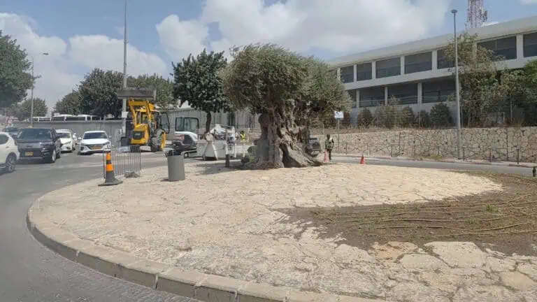 Pohon zaitun tua di jalan dari Baitulmaqdis ke Makam Rahel, saksi keteguhan sejarah