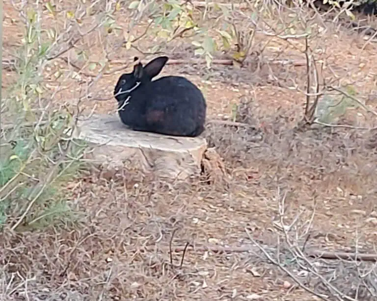 Baitulmaqdis dalam musim panas ekstrem menunjukkan tanda tahun mendatang lebih panas