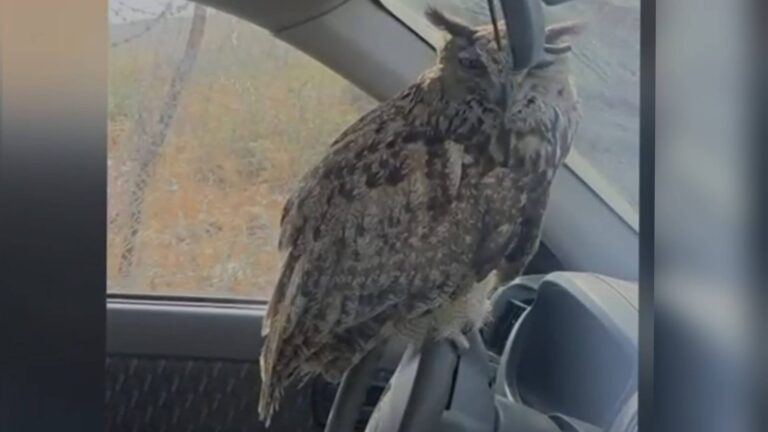Eagle-owl na iniligtas mula sa mainit na sasakyan sa Jerusalem ng pulisya at veterinary service