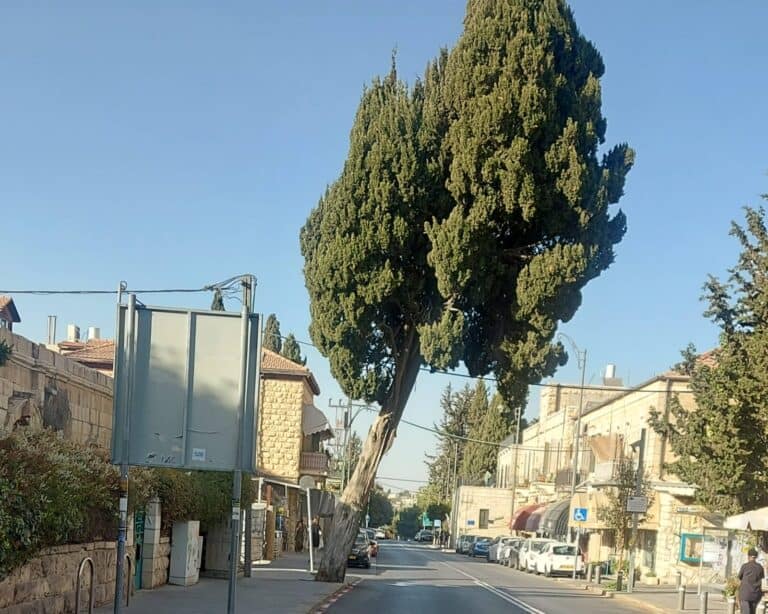 : شجرة مائلة في شارع طريق بيت لحم في حي البقعة ببيت المقدس