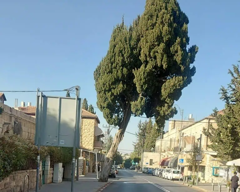 Pokok besar yang condong di Jalan Beit Lehem, Baitulmaqdis