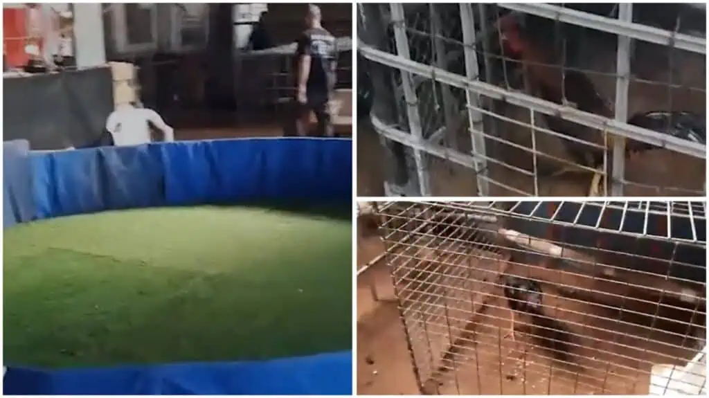 Polis Daerah Tengah membongkar lokasi sabung ayam haram, kini turut dipantau di Baitulmaqdis.