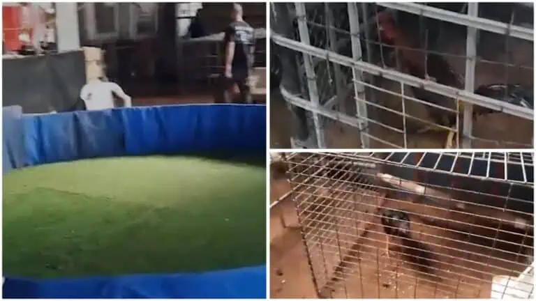 Polis Daerah Tengah membongkar lokasi sabung ayam haram, kini turut dipantau di Baitulmaqdis.