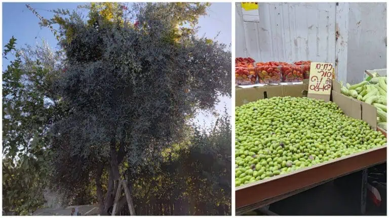 Penuaian zaitun di Baitulmaqdis pada musim luruh, pokok zaitun dan buah zaitun hijau segar di Pasar Mahane Yehuda