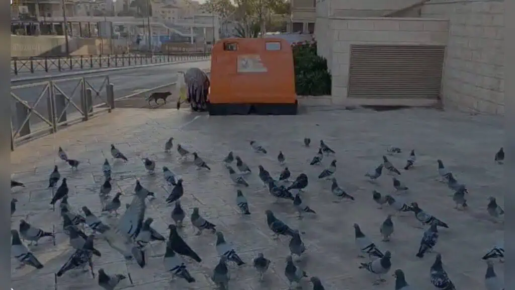 Merpati di Baitulmaqdis pada musim luruh 2025, mencerminkan perubahan bandar dan iklim